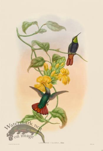 Gould Hummingbird 369